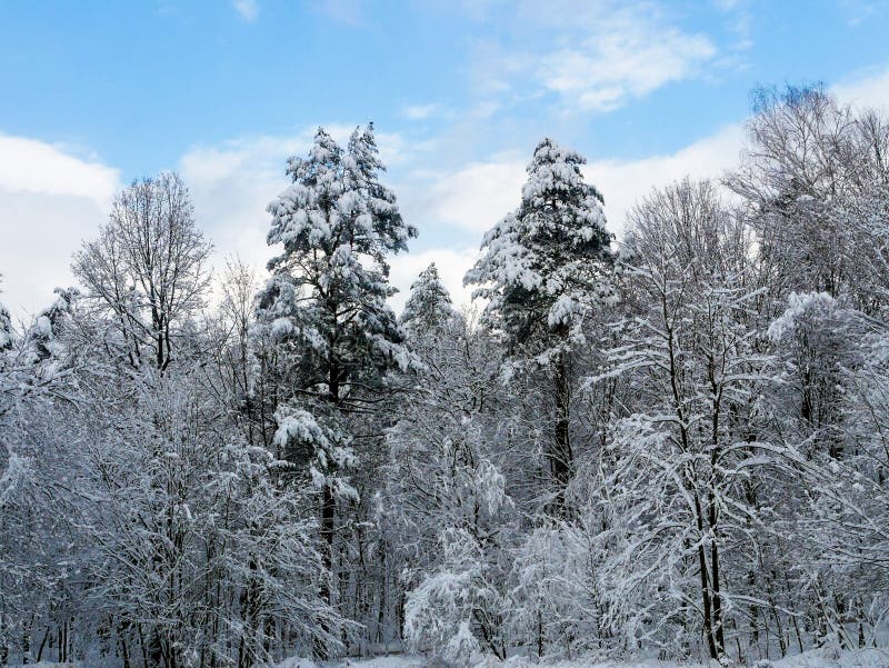 winter forest trees. Dawn, panoramic.