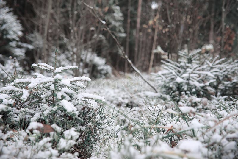 Winter forest. Landscape of winter forest on a sunny day. Snow-c. Cold, rural.