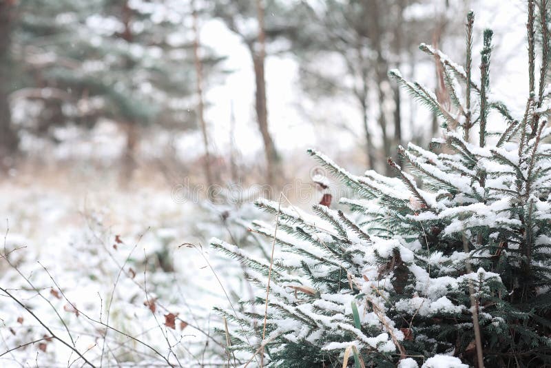 Winter forest. Landscape of winter forest on a sunny day. Snow-covered trees and Christmas trees in the forest. Branches under th. Background, scene.