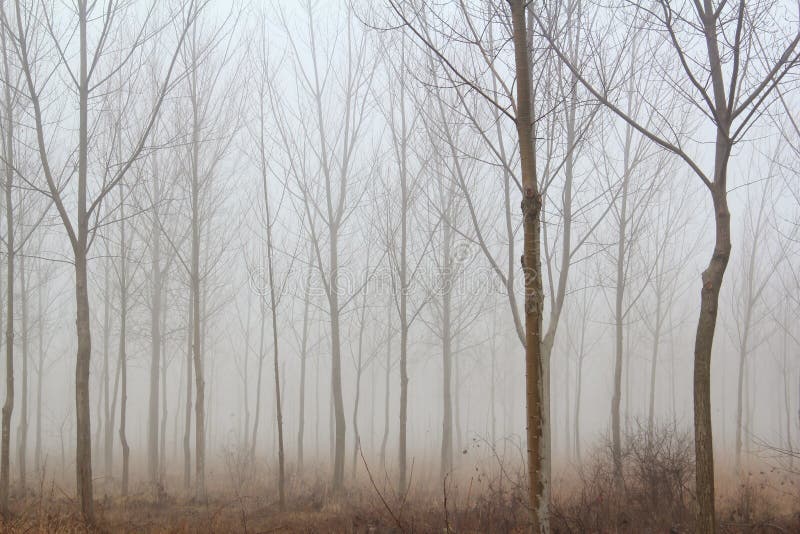 Scena foresta un nebbia 