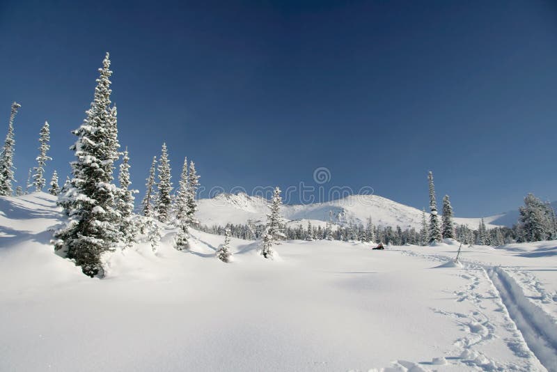 Winter forest in mountains, ski-track