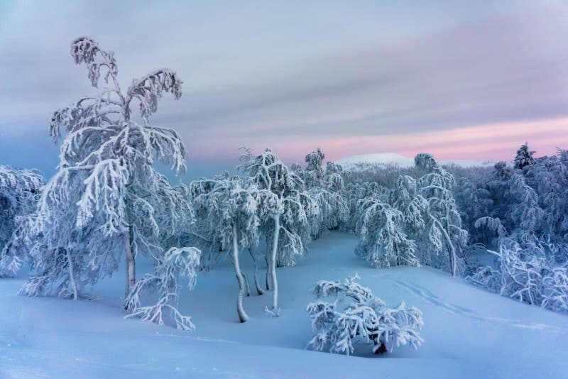 Hermoso con nieve cubierto árboles.