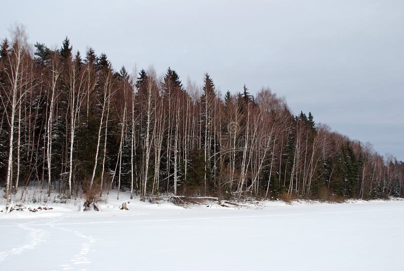 The winter forest on other coast of the frozen river, in the cloudy cold afternoon. Various nature of Russia. royalty free stock photo The winter forest on other coast of the frozen river, in the cloudy cold afternoon. Various nature of Russia. royalty free stock photo