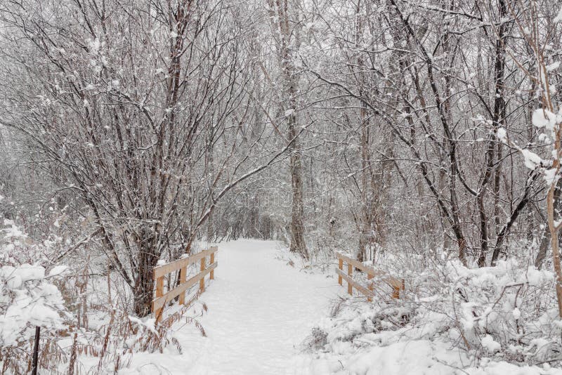 Winter forest park scenery of trees covered with white snow tranquil path during snowstorm. Quebec, Canada