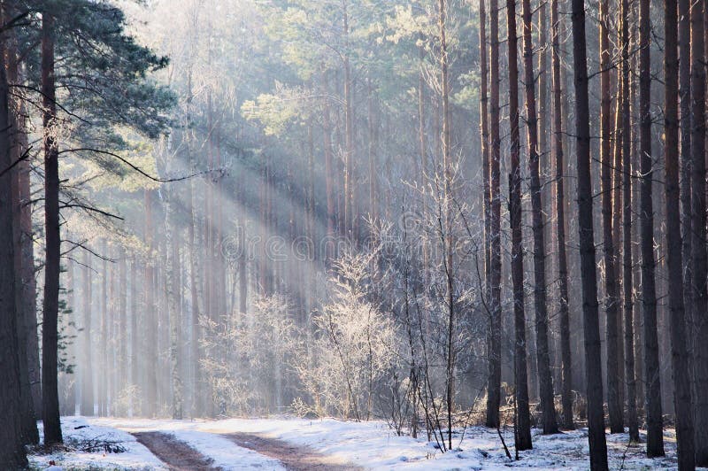 Winter in the forest.