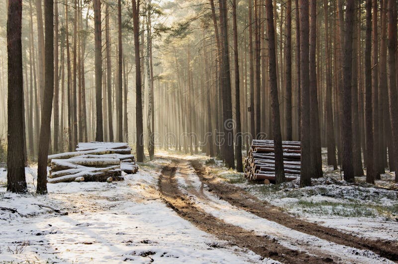 Winter in the forest.