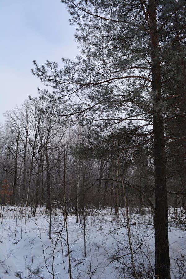 Winter forest with pines and deciduous trees in overcast day stock photos