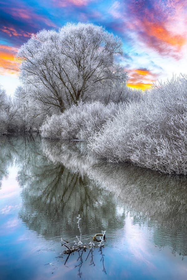 Winter forest on the river at sunset