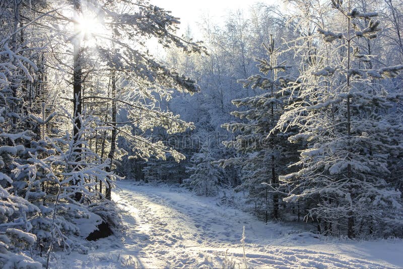 Winter forest, Russia