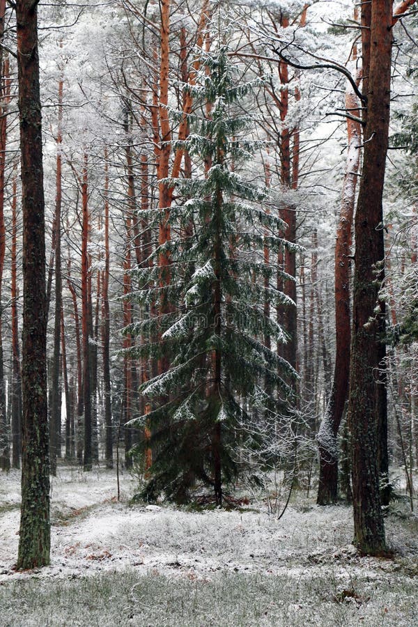 Foresta alberi la neve sul un albero un sul erba.