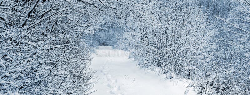 Winter forest with snow-covered trees and bushes and snowy road after snowfall