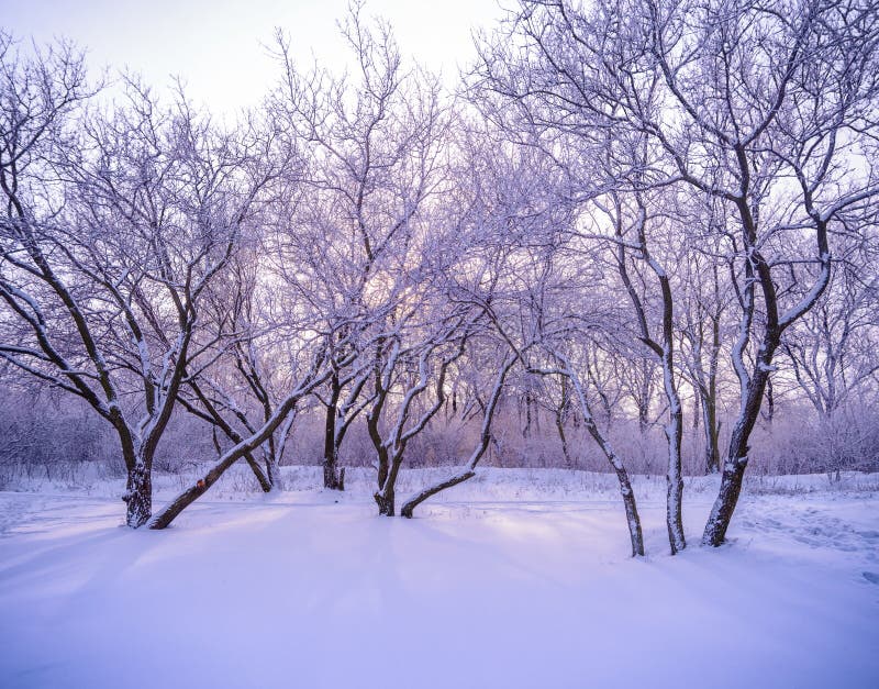 Winter forest in snow with frost