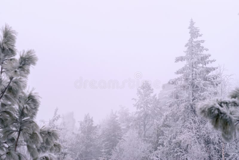 Vrcholy z stromy v les proti biely nebo počas sneženie.
