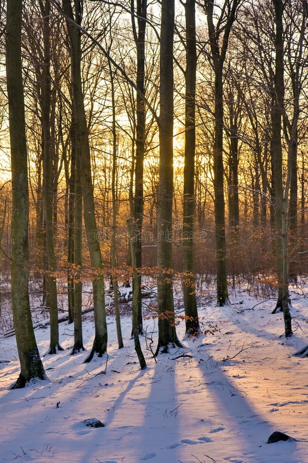 Winter forest at sunset