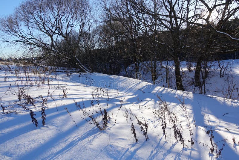 Winter forest with trees covered snow stock photo Winter forest with trees covered snow stock photo
