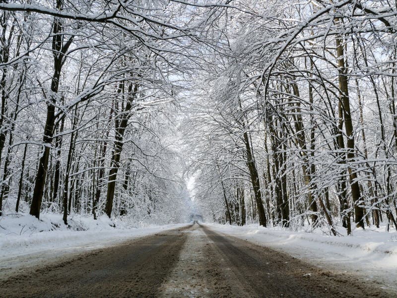 winter forest trees. Snow, angle.