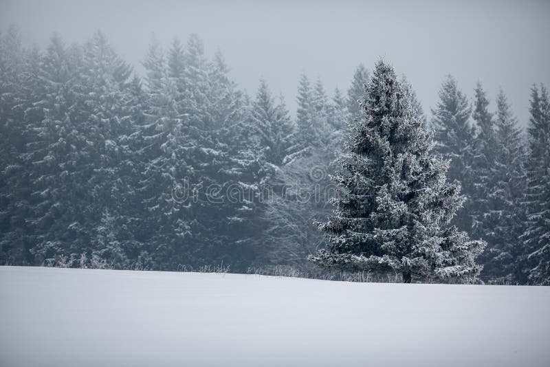 Winter forest - trees with snow