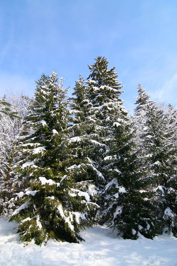 Winter in the forrest