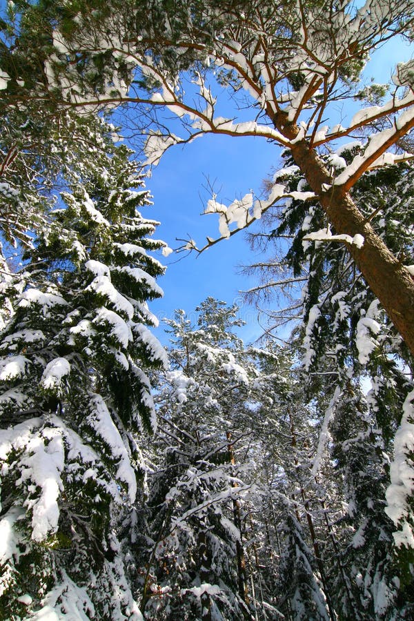 Winter in the forrest