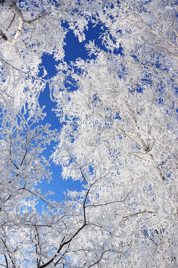 Alder Tree Canopy Snow Wrapped Against Blue Sky Stock Photo - Image of ...