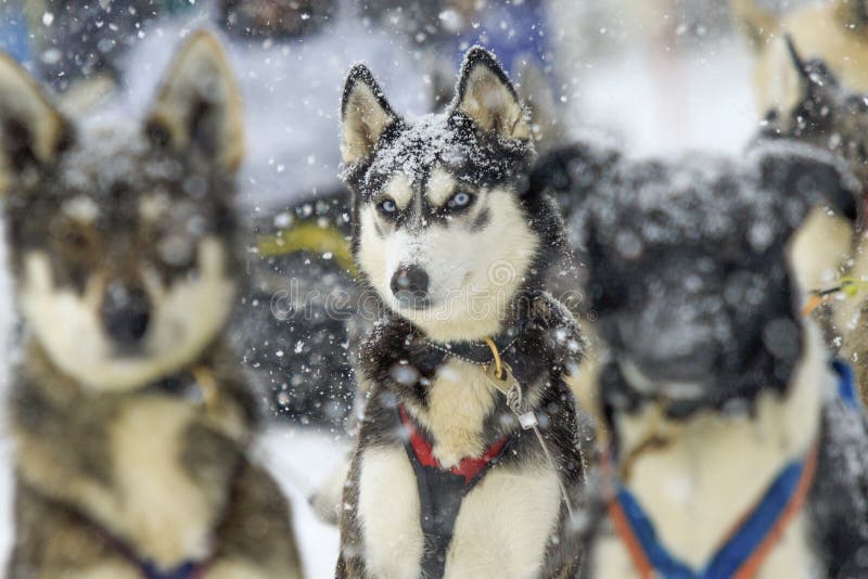 Winter friend ready for new adventures royalty free stock image Winter friend ready for new adventures royalty free stock image