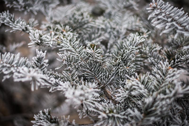 Winter frost on christmas tree.