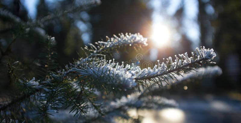 winter frost forest