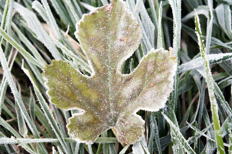 Winter frost on leaf