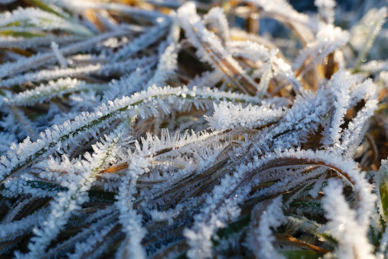 Winter Frosty Grass Pattern