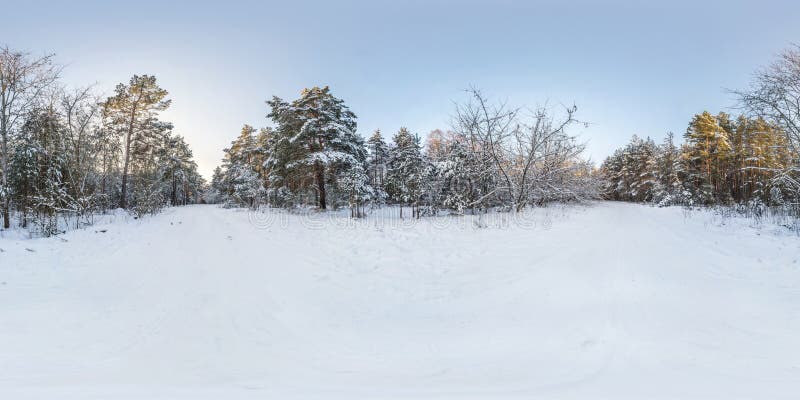 Winter full spherical hdri panorama 360 degrees angle view on path  in snowy pinery forest  in equirectangular projection. VR AR