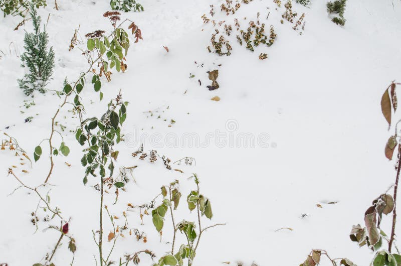 Winter garden with plants flowers