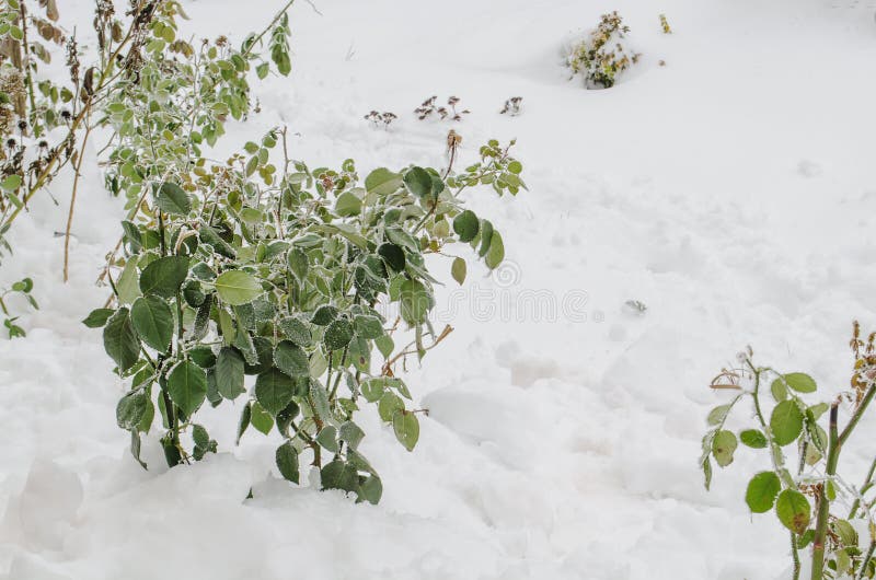 Winter garden with plants flowers