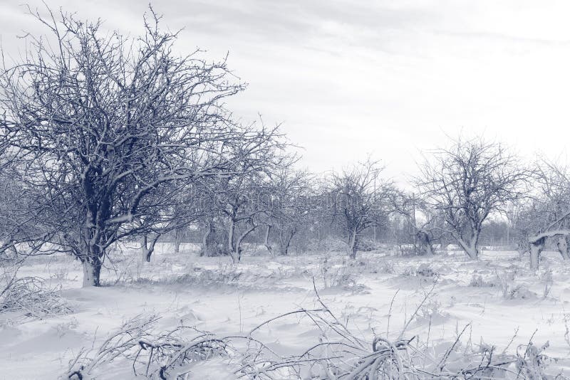 The Winter Garden is Sleeping. Waiting for Spring Stock Photo Image
