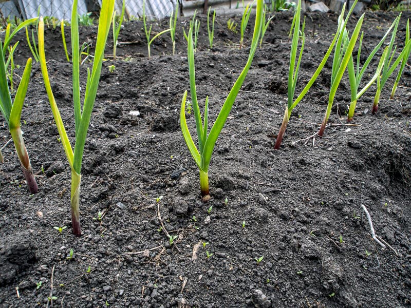 Winter Garlic Grows in the Garden Stock Image Image of dirt, harvest