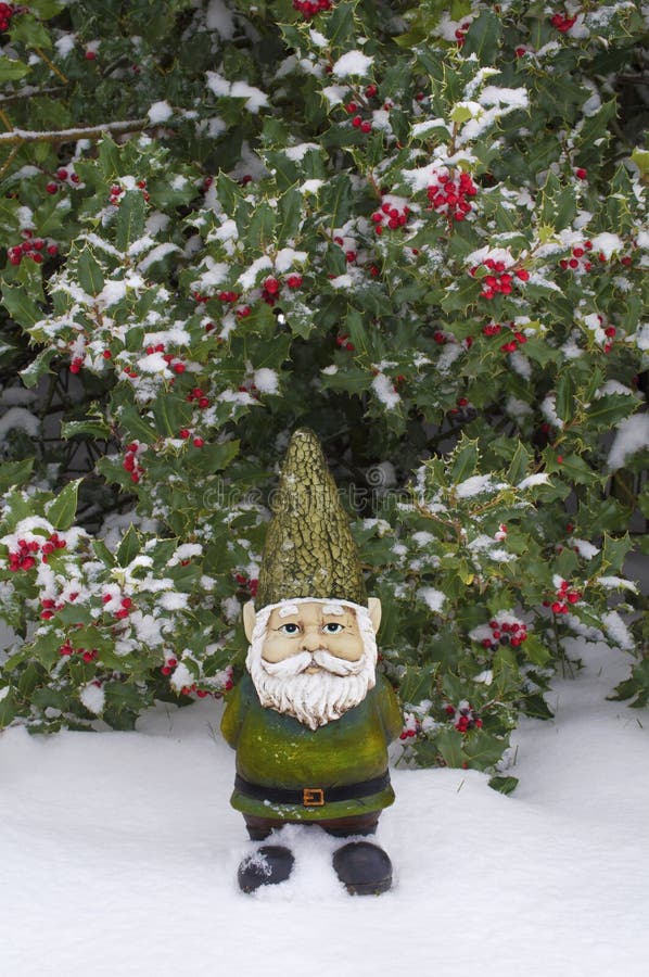 Winter Gnome Standing in Front of a Holly Tree in the Snow Stock Image ...