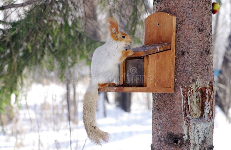 Winter gray squirrel sits on rack stock photo