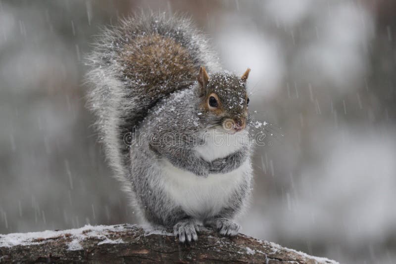 Winter Gray Squirrel in Snow Stock Image Image of nature, severe 84035075