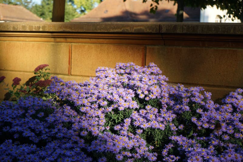 Winter-hardy Aster dumosus `Blaue Lagune` with blaue flowers in October. Aster is a genus of perennial flowering plants. Berlin