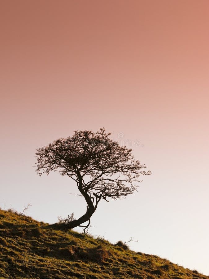 Winter hawthorn with red sky