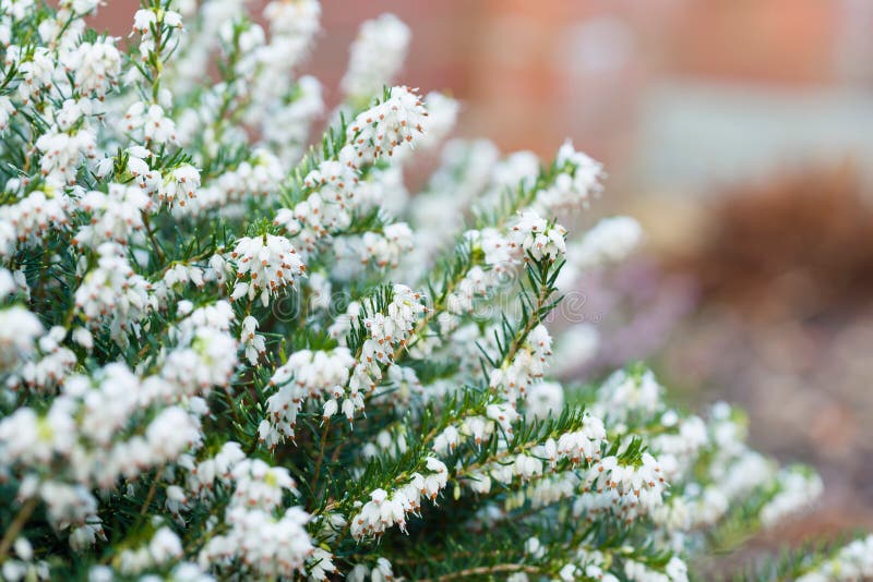 Winter heather plant close-up, White Perfection, UK. Winter heather plant closeup, White Perfection, erica x darleyenis in a garden border, UK royalty free stock image Winter heather plant close-up, White Perfection, UK. Winter heather plant closeup, White Perfection, erica x darleyenis in a garden border, UK royalty free stock image