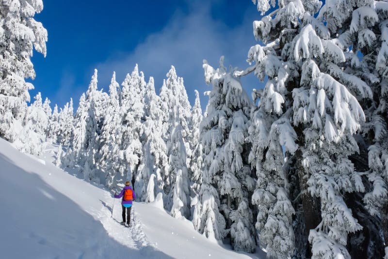 Winter hiking snowshoeing in snow covered forest.