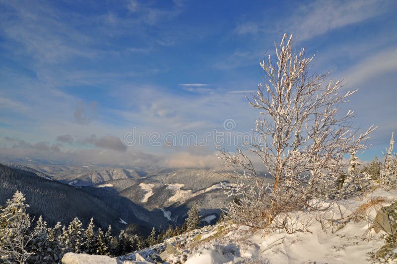 Winter on a hillside.