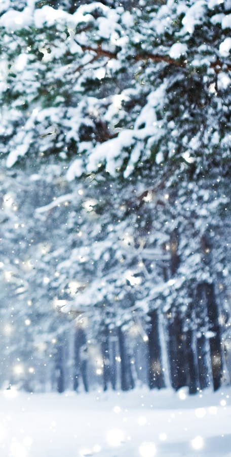 Winter holiday background, nature scenery with shiny snow and cold weather in forest at Christmas time.