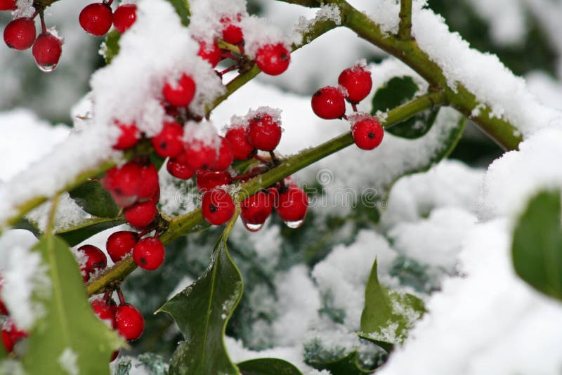 Winter holly berries, snow on red berries, red berries with drops of melting snow