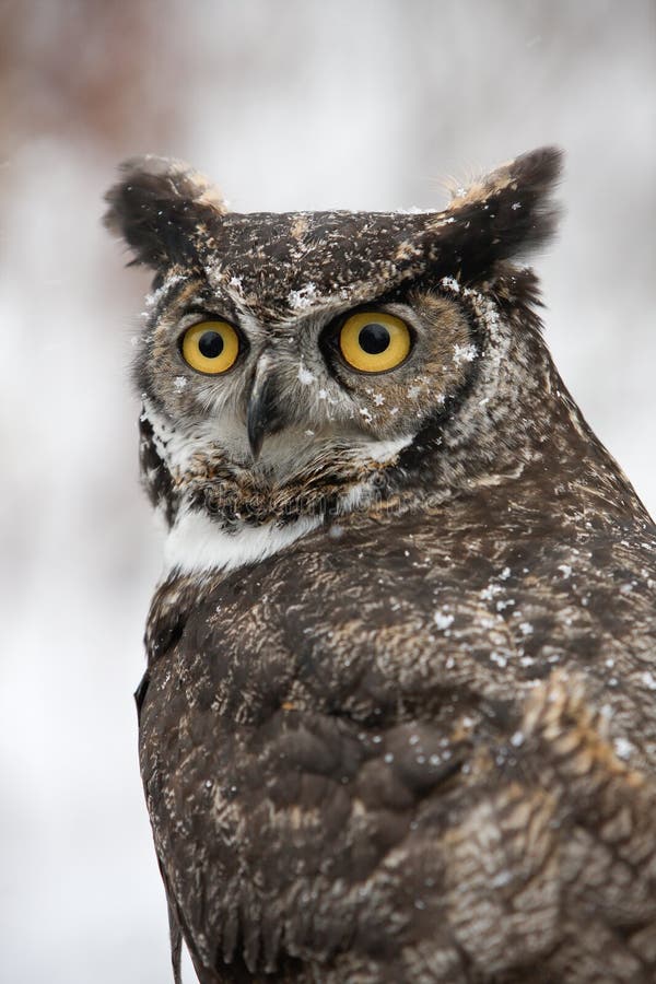 Winter Horned Barn Owl stock photo. Image of hunter, snow 7360584