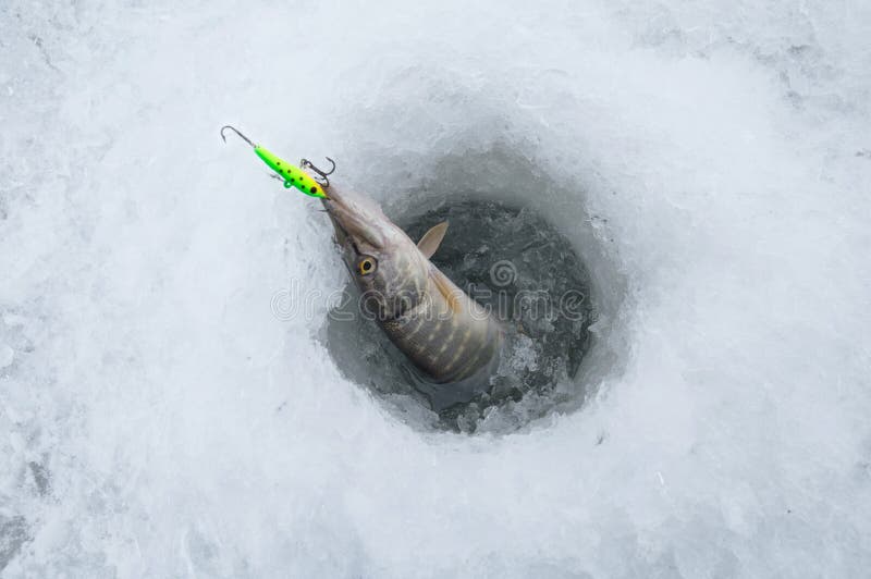 1,106 Ice Fishing Pike Stock Photos - Free & Royalty-Free Stock Photos from  Dreamstime