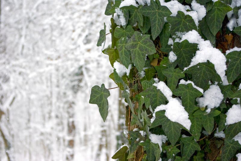 Winter ivy stock image. Image of white, green, snow, tree 11126625