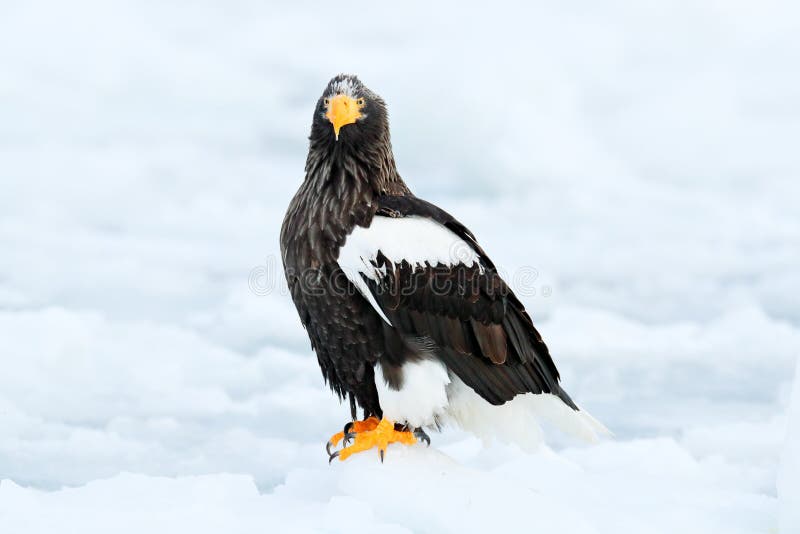 Winter Japan mit Schnee Schöner Steller-` s Seeadler, Haliaeetus pelagicus, fliegender Raubvogel, mit blauem Meerwasser, Hokkaido lizenzfreie stockbilder Winter Japan mit Schnee Schöner Steller-` s Seeadler, Haliaeetus pelagicus, fliegender Raubvogel, mit blauem Meerwasser, Hokkaido lizenzfreie stockbilder