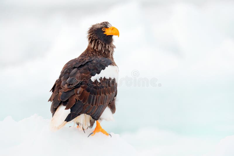 Winter Japan with snow. Steller`s sea eagle, Haliaeetus pelagicus, bird with catch fish, with white snow, Hokkaido, Japan. Wildli