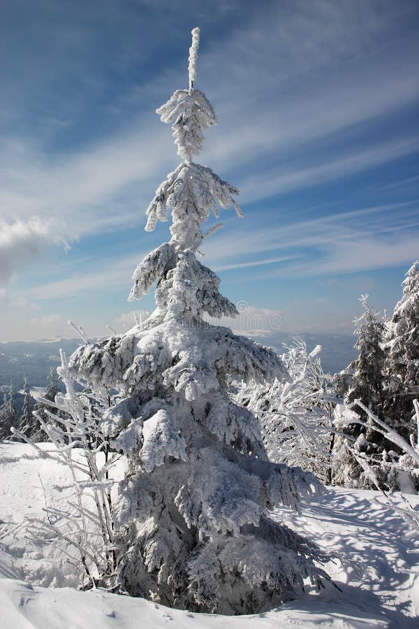 Winter land and fir trees